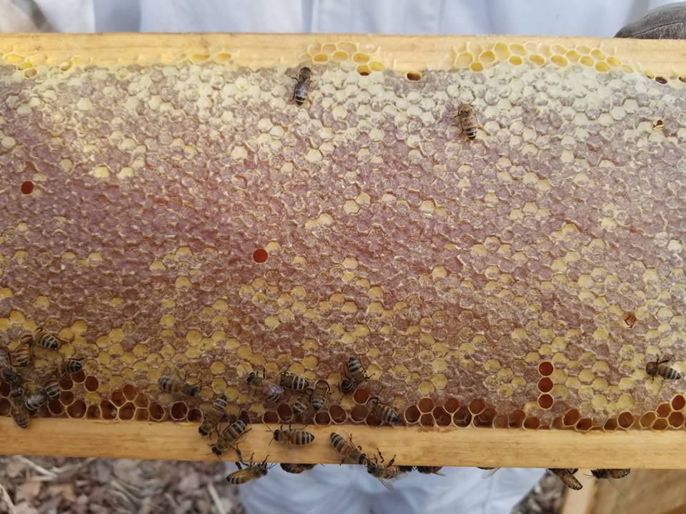 Mandarin Orange Honey-4
